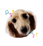 Coco’sすたんぷ（個別スタンプ：12）