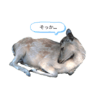 しか顔スタンプ（個別スタンプ：2）