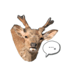 しか顔スタンプ（個別スタンプ：3）