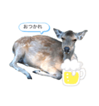 しか顔スタンプ（個別スタンプ：5）