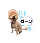 わか☺︎︎しょう☺︎︎りん（個別スタンプ：14）