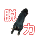 クウ♂＆ロビン♀（個別スタンプ：12）