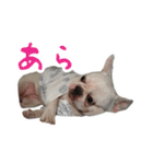 かぼすちゃんのスタンプ vol.1（個別スタンプ：4）