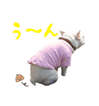 かぼすちゃんのスタンプ vol.1（個別スタンプ：7）