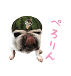 かぼすちゃんのスタンプ vol.1（個別スタンプ：32）