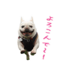 かぼすちゃんのスタンプ vol.1（個別スタンプ：36）