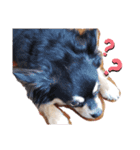 愛犬ネネ②（個別スタンプ：1）