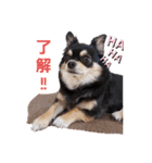 愛犬ネネ②（個別スタンプ：2）