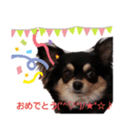 愛犬ネネ②（個別スタンプ：4）