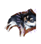 愛犬ネネ②（個別スタンプ：6）