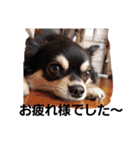 愛犬ネネ②（個別スタンプ：7）