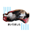 愛犬ネネ②（個別スタンプ：9）