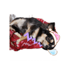 愛犬ネネ②（個別スタンプ：13）