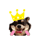 愛犬ネネ②（個別スタンプ：14）
