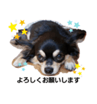 愛犬ネネ②（個別スタンプ：15）