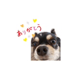 愛犬ネネ②（個別スタンプ：16）