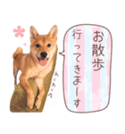 ❮柴犬♡さくらちゃん❯ ほのぼの日和（個別スタンプ：7）