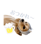 チワックス♡ゆず（個別スタンプ：2）