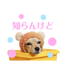 チワックス♡ゆず（個別スタンプ：5）