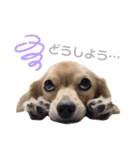 チワックス♡ゆず（個別スタンプ：11）