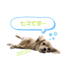 チワックス♡ゆず（個別スタンプ：17）