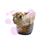 チワックス♡ゆず（個別スタンプ：22）