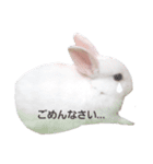 白うさぎスタンプ︎（個別スタンプ：5）