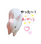 白うさぎスタンプ︎（個別スタンプ：11）