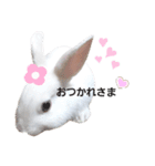 白うさぎスタンプ︎（個別スタンプ：13）