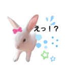 白うさぎスタンプ︎（個別スタンプ：16）