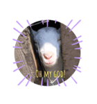 ヒツジ時々シカ（個別スタンプ：1）
