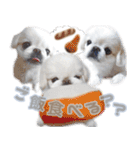 ペキニーズ隊 ③（個別スタンプ：4）