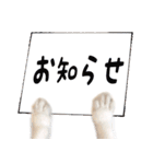ペキニーズ隊 ③（個別スタンプ：40）