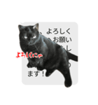 猫野家すたんぷ【実はやさしい編】（個別スタンプ：1）