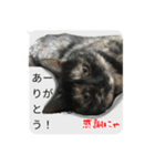 猫野家すたんぷ【実はやさしい編】（個別スタンプ：3）