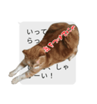 猫野家すたんぷ【実はやさしい編】（個別スタンプ：5）
