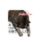猫野家すたんぷ【実はやさしい編】（個別スタンプ：6）