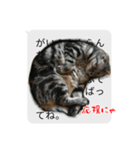 猫野家すたんぷ【実はやさしい編】（個別スタンプ：7）