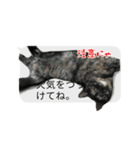 猫野家すたんぷ【実はやさしい編】（個別スタンプ：8）