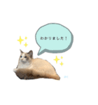 だいふくスタンプ⑤（個別スタンプ：14）