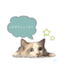 だいふくスタンプ⑤（個別スタンプ：16）