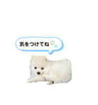 PUAちゃんすたんぷ（個別スタンプ：5）