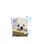 PUAちゃんすたんぷ（個別スタンプ：11）