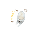 PUAちゃんすたんぷ（個別スタンプ：13）
