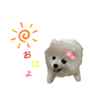 PUAちゃんすたんぷ（個別スタンプ：16）