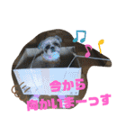 シーズーぶさぶさ親子スタンプ（個別スタンプ：9）