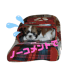 シーズーぶさぶさ親子スタンプ（個別スタンプ：12）