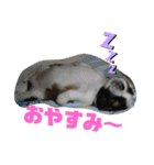 シーズーぶさぶさ親子スタンプ（個別スタンプ：13）