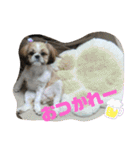 シーズーぶさぶさ親子スタンプ（個別スタンプ：19）