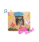 シーズーぶさぶさ親子スタンプ（個別スタンプ：21）